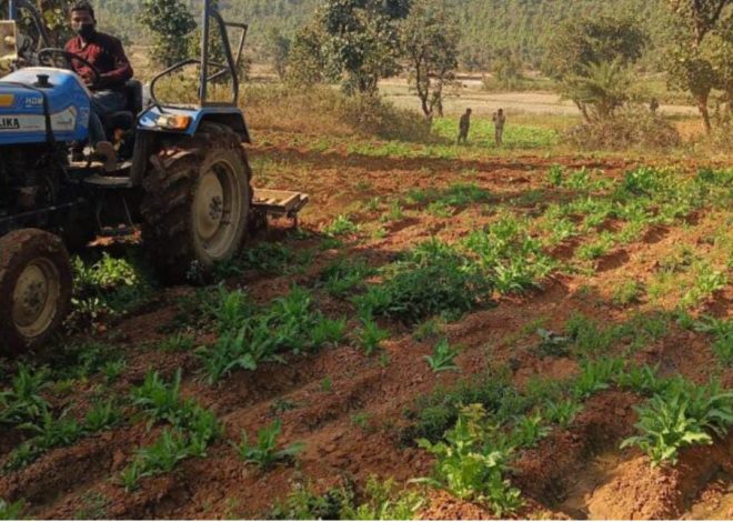 रांची पुलिस ने 34.5 एकड़ अफीम की खेती किया नष्ट, एक गिरफ्तार…