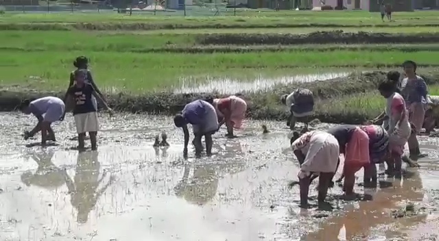 रांची में झूम उठे किसान: अच्छी बारिश से धान की बंपर पैदावार के आसार!