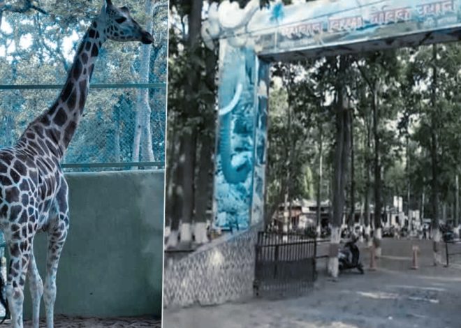 ओरमांझी के चिड़ियाघर में मिष्टी कि मौत