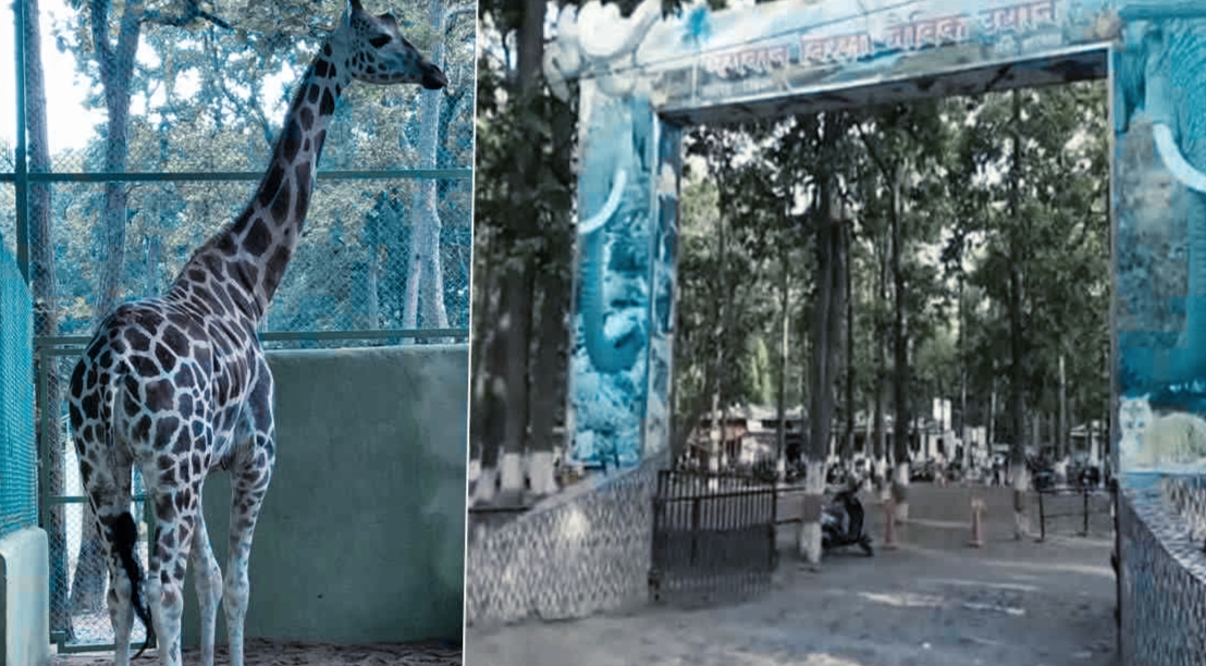 ओरमांझी के चिड़ियाघर में मिष्टी कि मौत