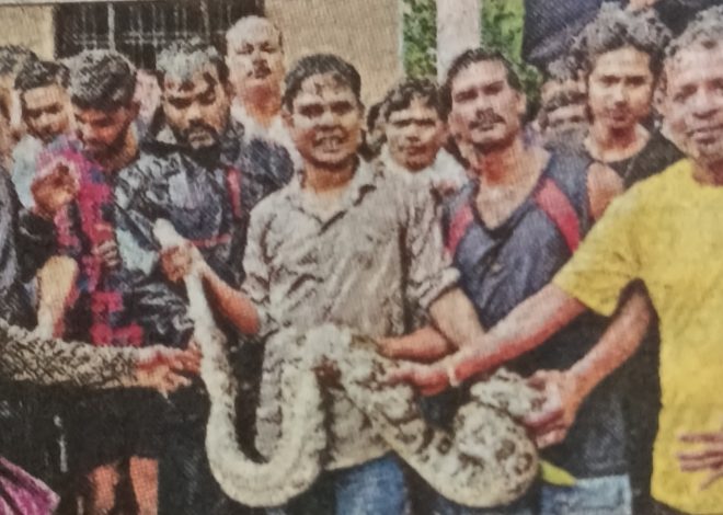 नामकुम में दहशत: मिश्रा टोली के घर में घुसा विशालकाय अजगर, वन विभाग ने किया रेस्क्यू  