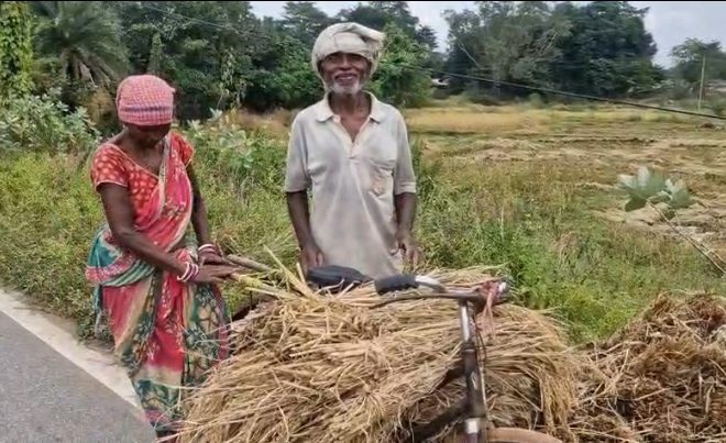 मोथा चक्रवात ने किया धान कि फसल को बर्बाद