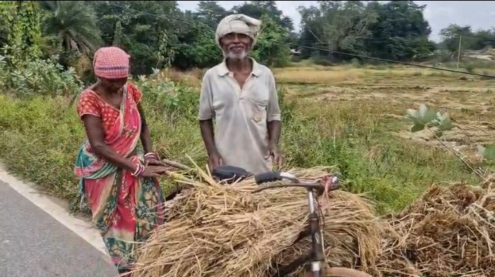 मोथा चक्रवात ने किया धान कि फसल को बर्बाद
