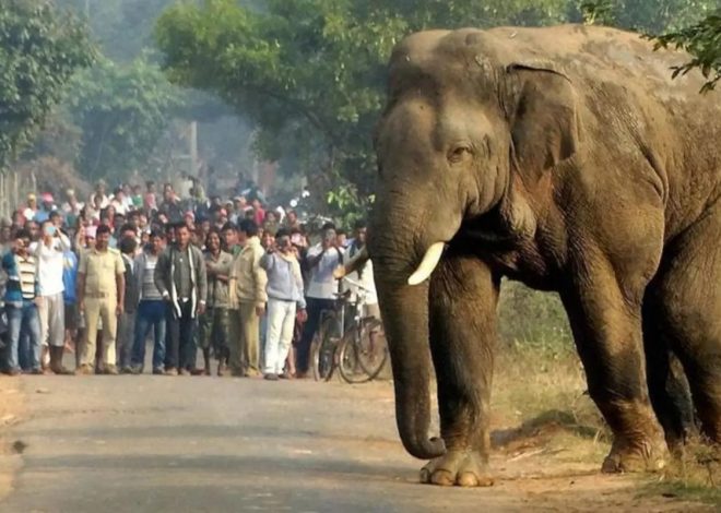 हजारीबाग में हाथी का हमला: शौच के लिए जंगल गए बुजुर्ग की मौत, परिजनों को ₹1 लाख की तत्काल सहायता