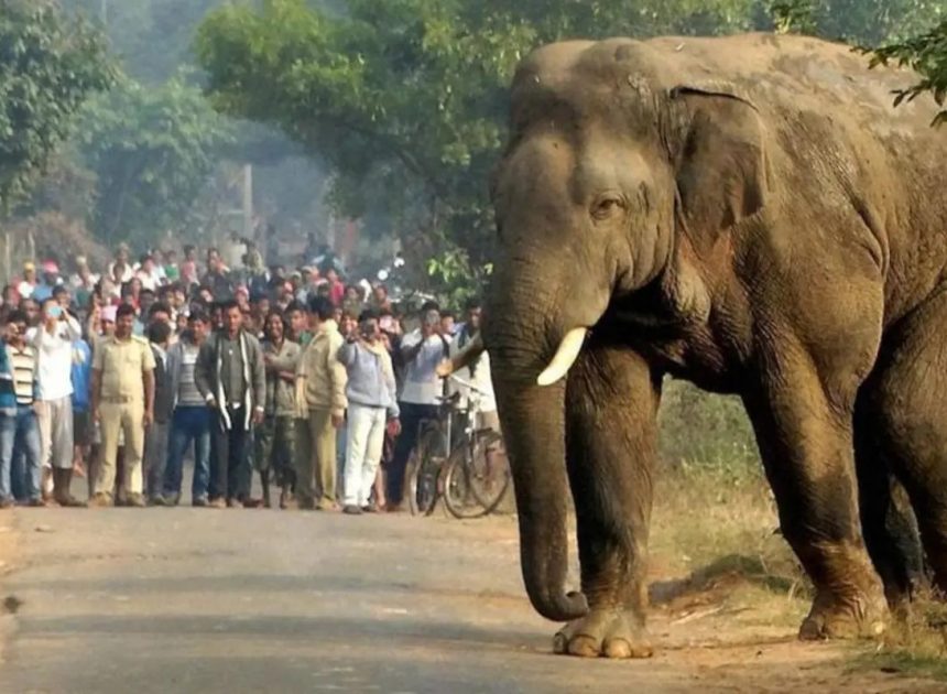 हजारीबाग में हाथी का हमला: शौच के लिए जंगल गए बुजुर्ग की मौत, परिजनों को ₹1 लाख की तत्काल सहायता